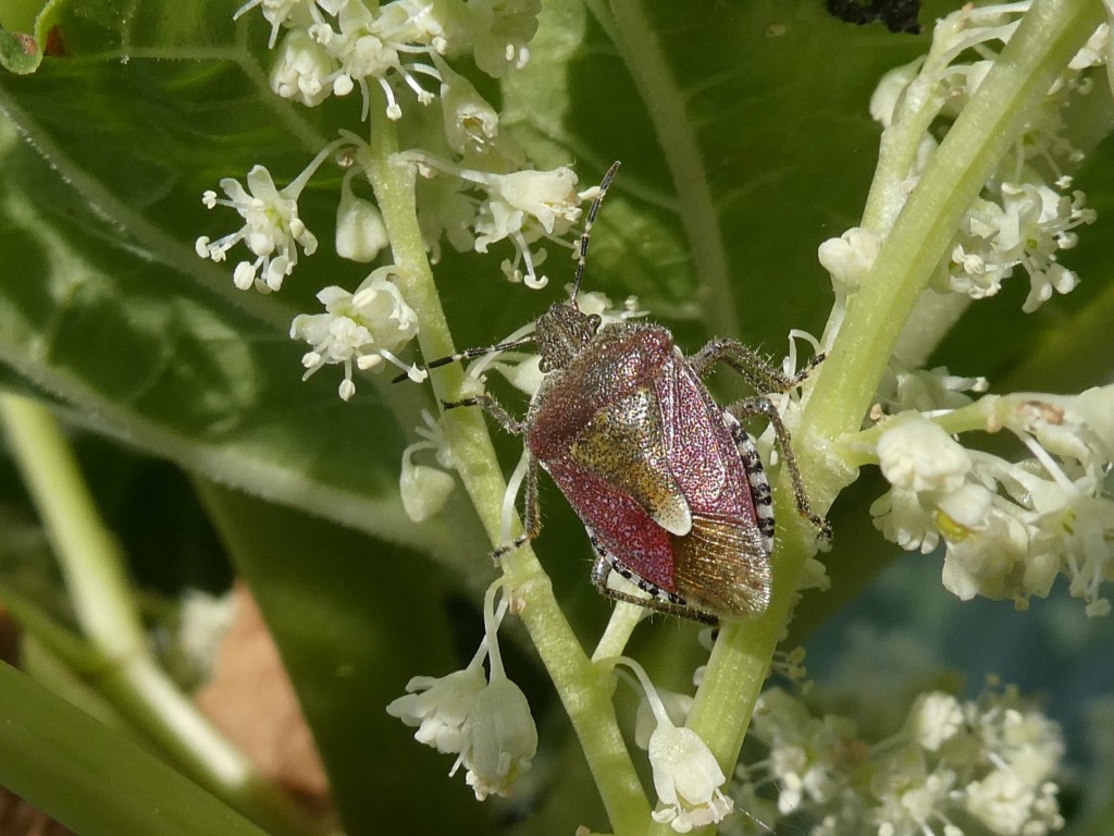 Beerenwanze (Dolycoris baccarum )_1.jpg