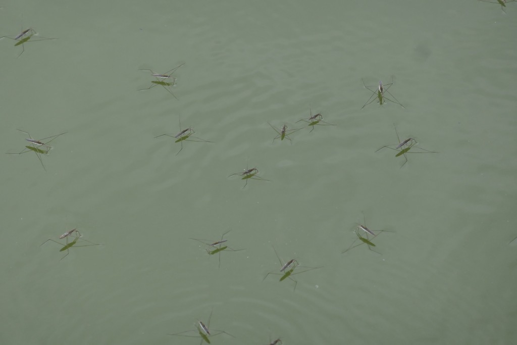 Gemeiner Wasserläufer (Gerris lacustris)_1.jpg