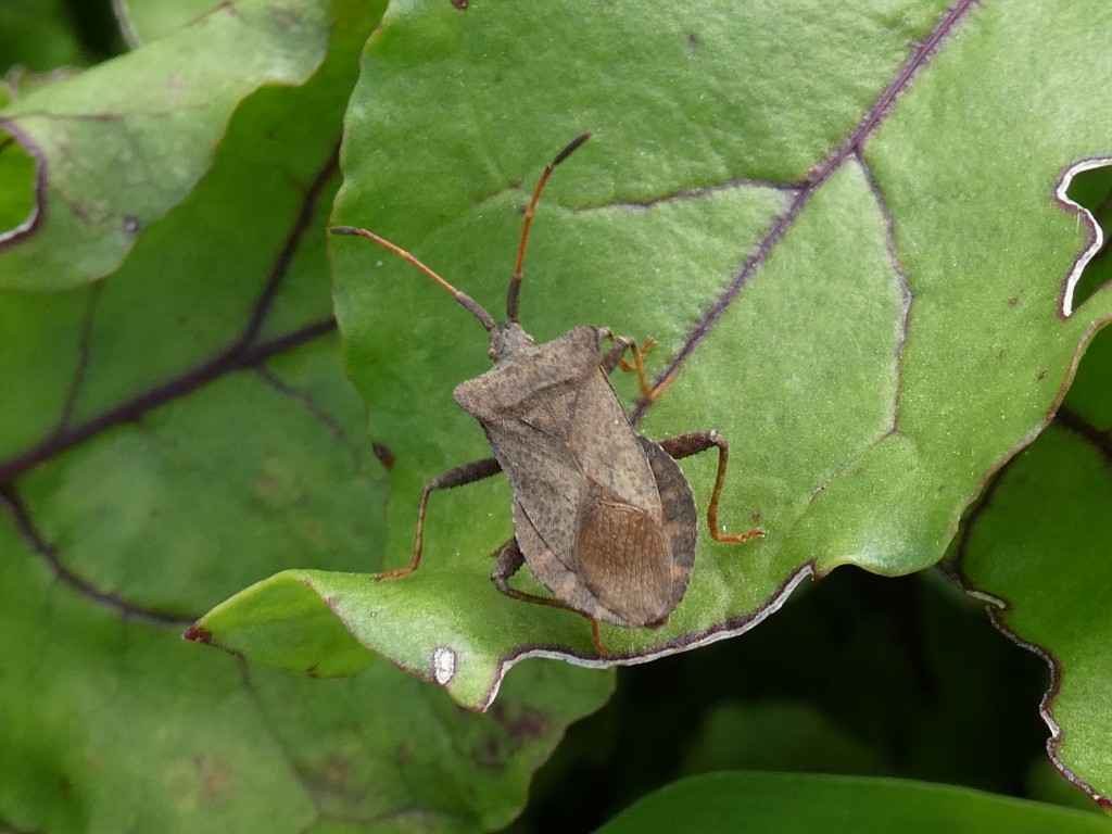 Saumwanze (Coreus marginatus)_1.jpg