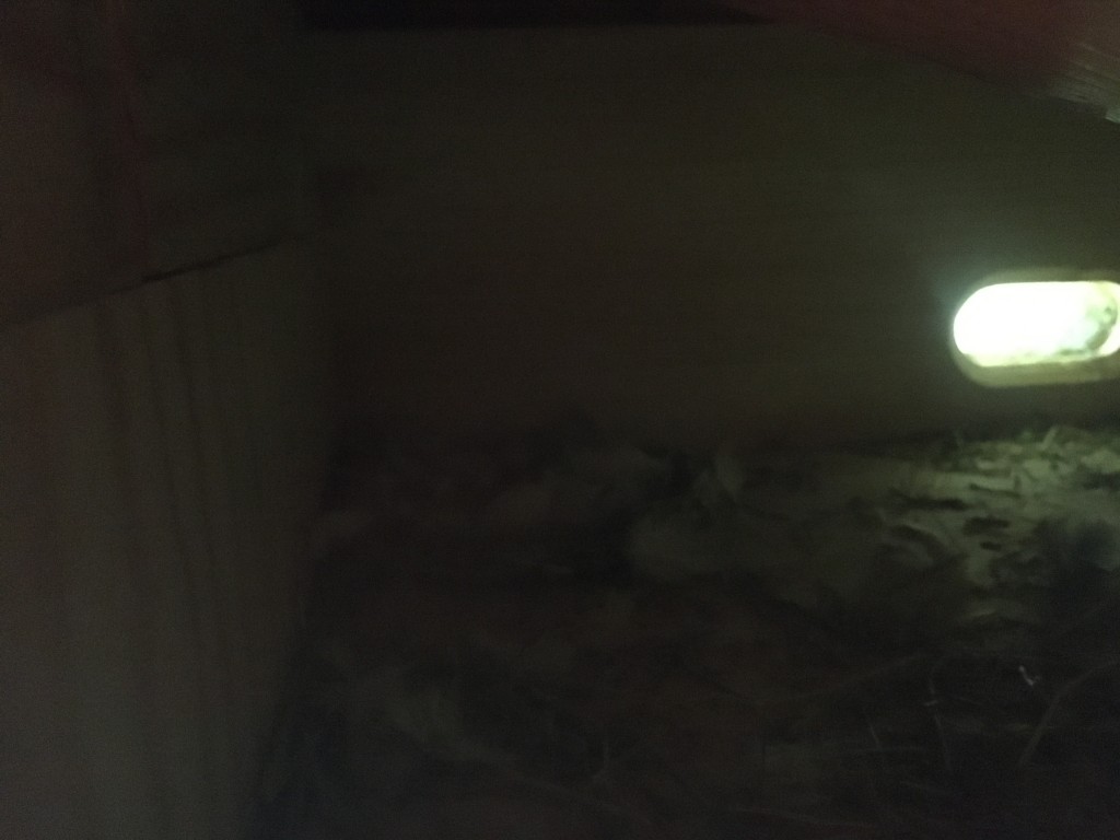 Nestring mit einem Ei vorne links
