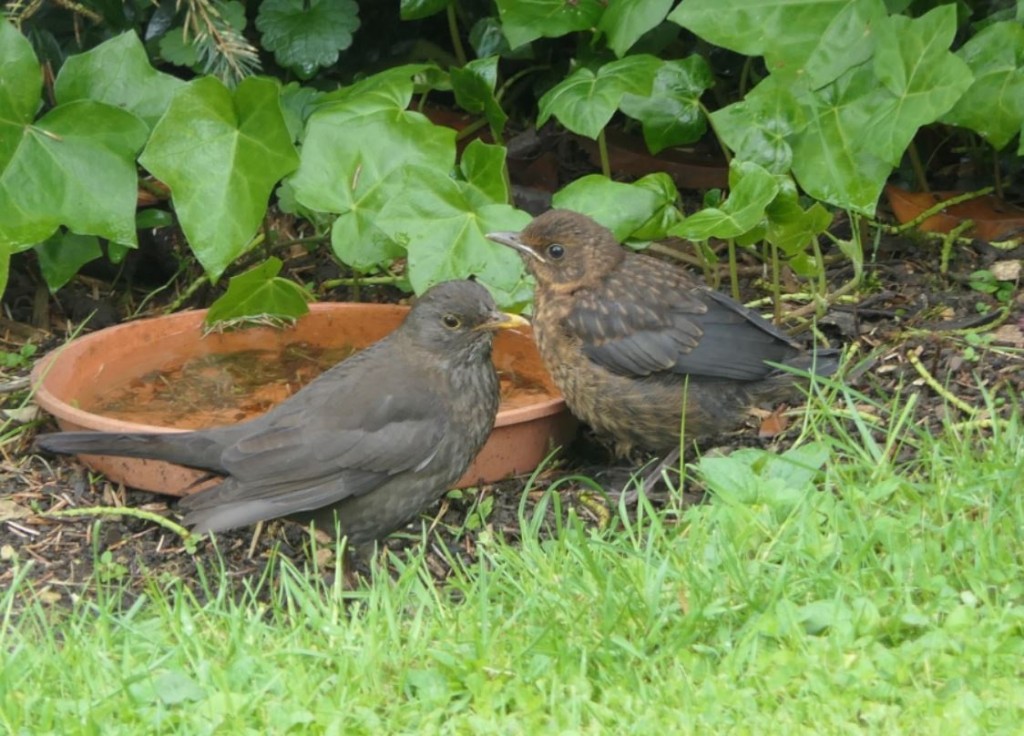 Amsel Küken-Altvogel.JPG