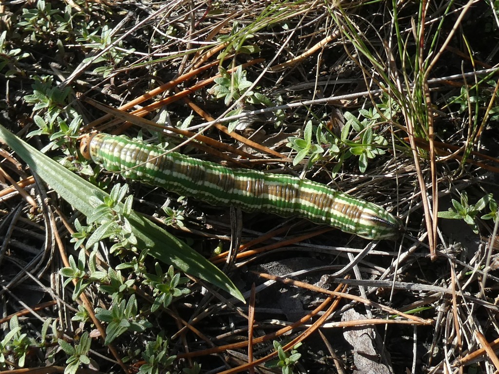 Kiefernschwärmer  (Sphinx pinastri)