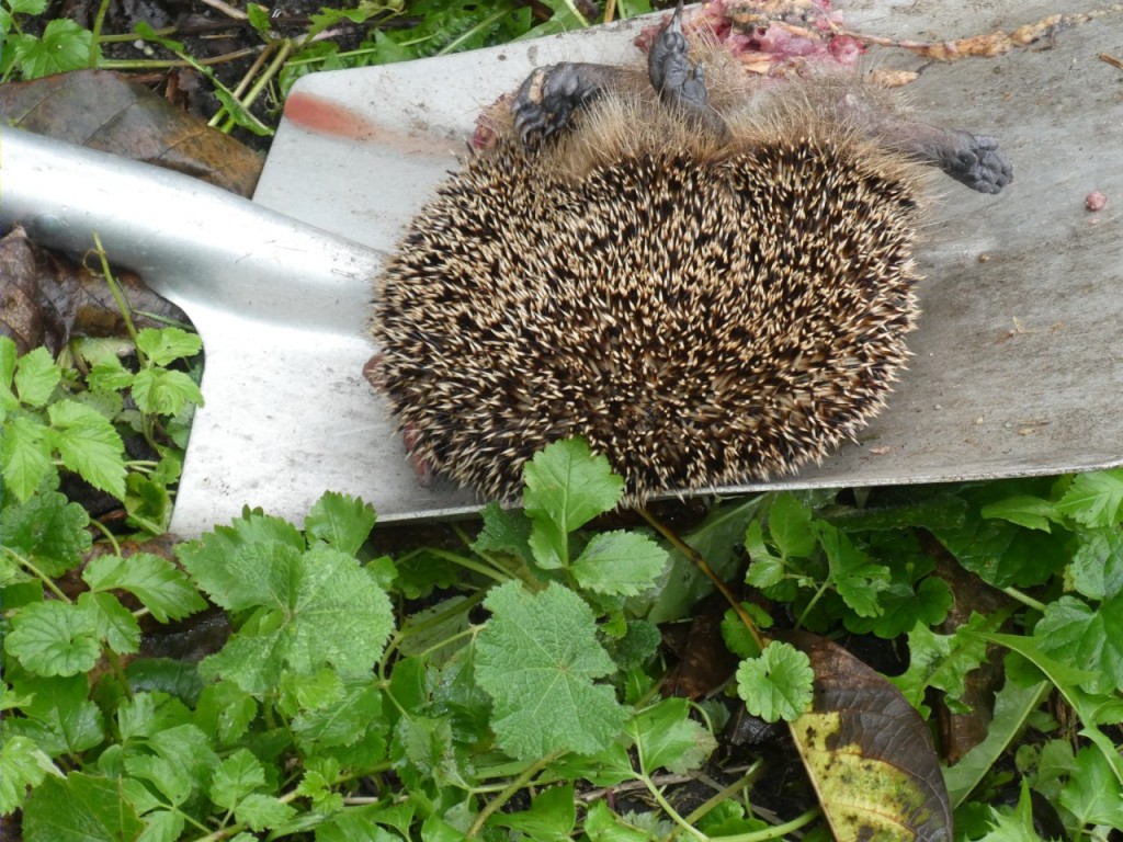 Igel überfahren.JPG