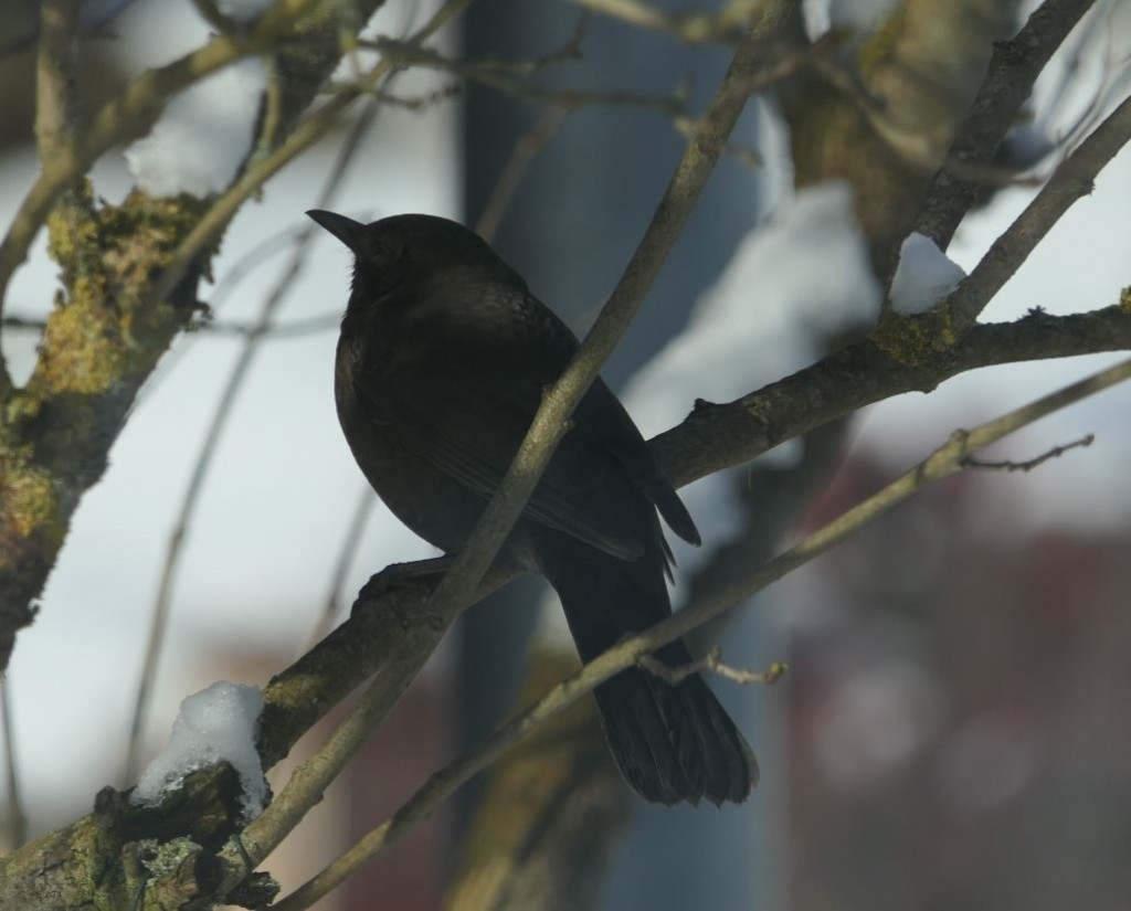 Amsel im flieder.JPG