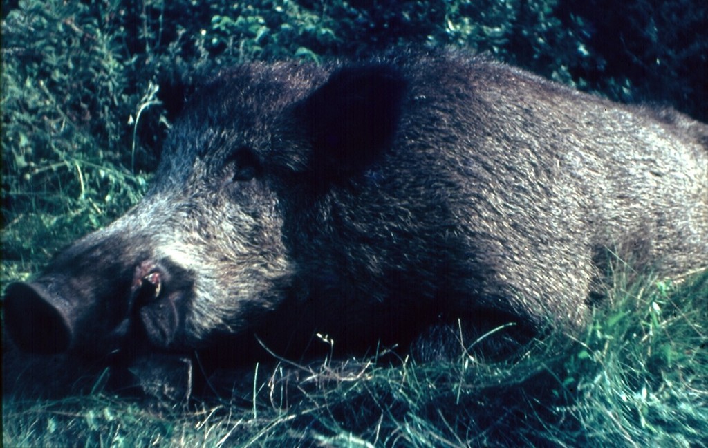 Wildschwein.jpg