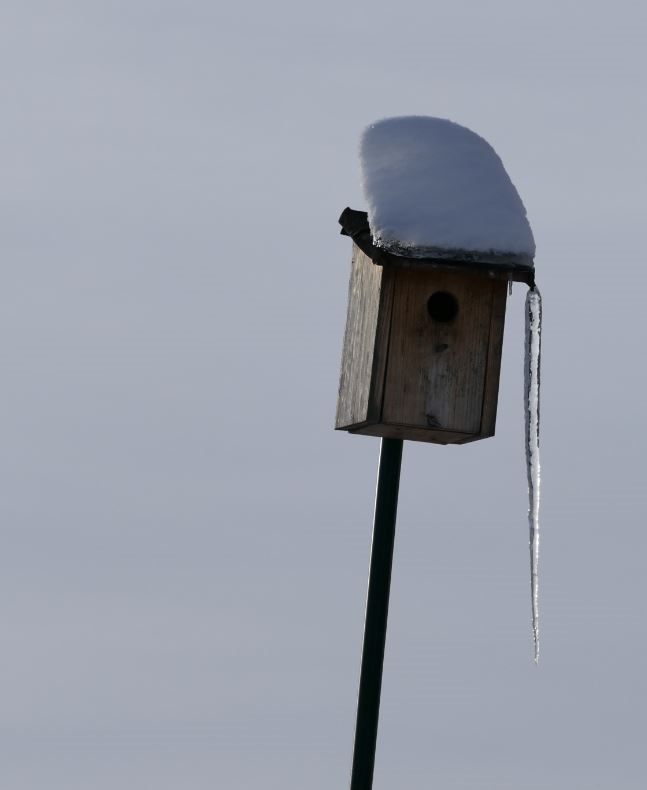 Starenkasten Eis.JPG