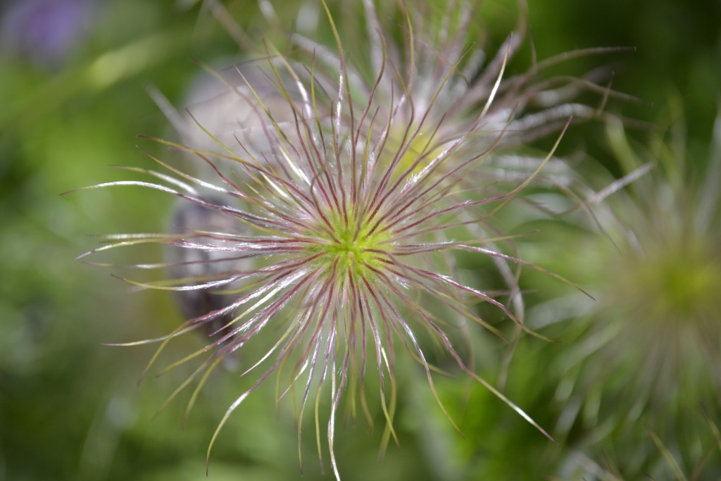 Fruchtstand Küchenschelle (Pulsatilla vulgaris)